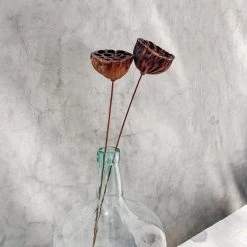 Yunnan Dianfeng Flower Technology Co. Ltd Dried Natural Seed Pod, Set Of 2