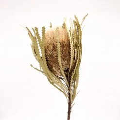 Yunnan Dianfeng Flower Technology Co. Ltd New Home Decor Natural Dried Banksia
