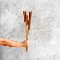 Yunnan Dianfeng Flower Technology Co. Ltd Natural Spike Of Cattail, Bundle Of 10 New Home Decor
