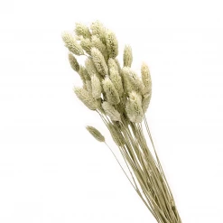 Yunnan Dianfeng Flower Technology Co. Ltd Natural Gem Grass Best Of Home Decor