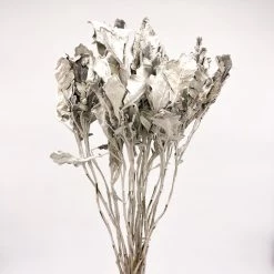 Yunnan Dianfeng Flower Technology Co. Ltd New Home Decor Fried Jacobaea Maritima