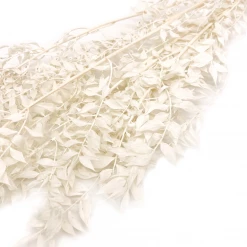 Yunnan Dianfeng Flower Technology Co. Ltd Dried White Ruscus Bundle
