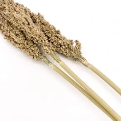 Yunnan Dianfeng Flower Technology Co. Ltd New Home Decor Dried Sorghum Flower, Bundle Of 3